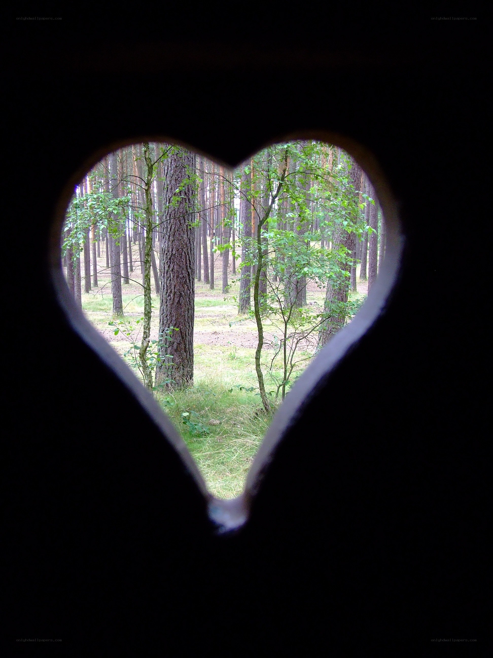 heart-shaped forest view