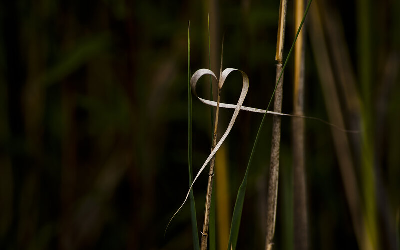 Heart-shaped Grass Blade