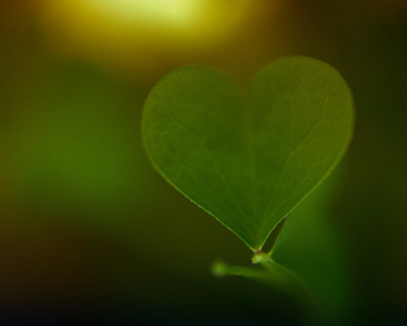 Heart-shaped Green Leaf