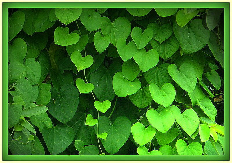 Heart-shaped Green Leaves