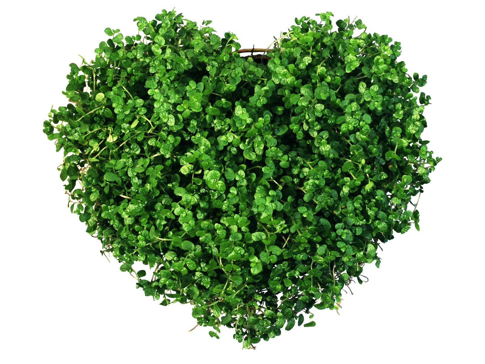 heart-shaped green plant