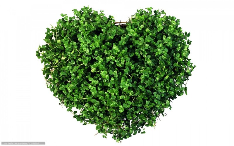 heart-shaped green plant