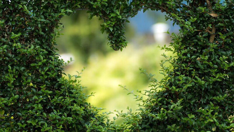 Heart-shaped Hedge Frame
