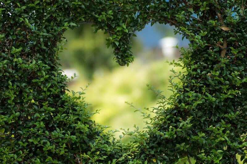 Heart-shaped Hedge