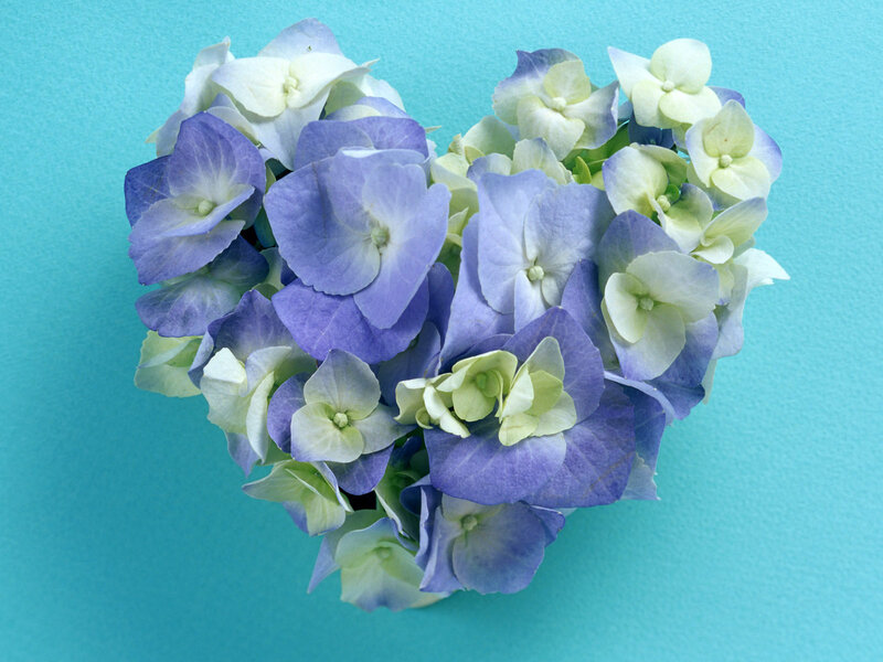 Heart-shaped Hydrangea Flowers — Blue, Calm, Photograph, Blue Background