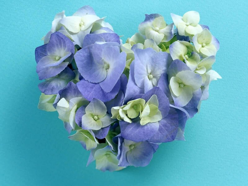 Heart-shaped Hydrangea Flowers — Blue, Calm