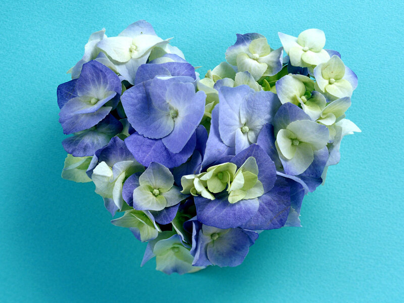 Heart-shaped Hydrangea Flowers — Blue