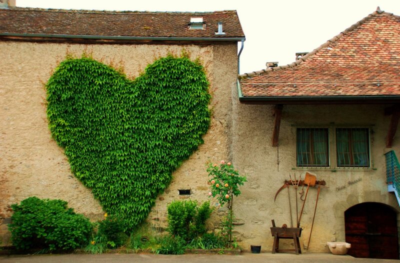 Heart-shaped Ivy on Wall