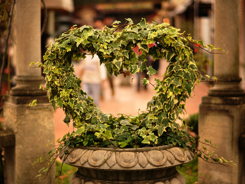 Heart-shaped Ivy Plant — Green, Serene