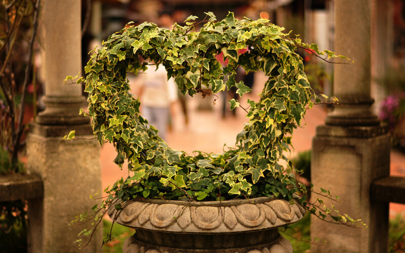 Heart-shaped Ivy Plant — Green