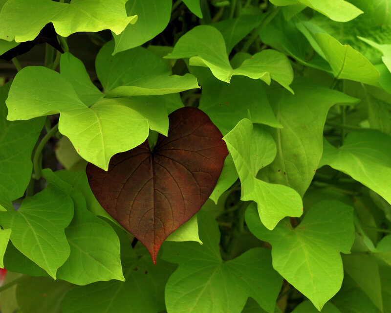 Heart-shaped Leaf Among Green Leaves