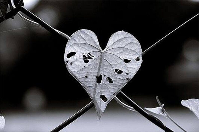 Heart-shaped Leaf — Black