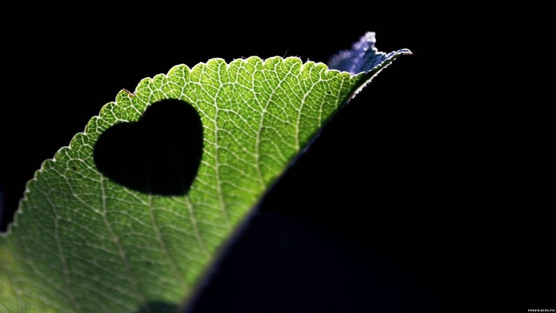 heart-shaped leaf cutout