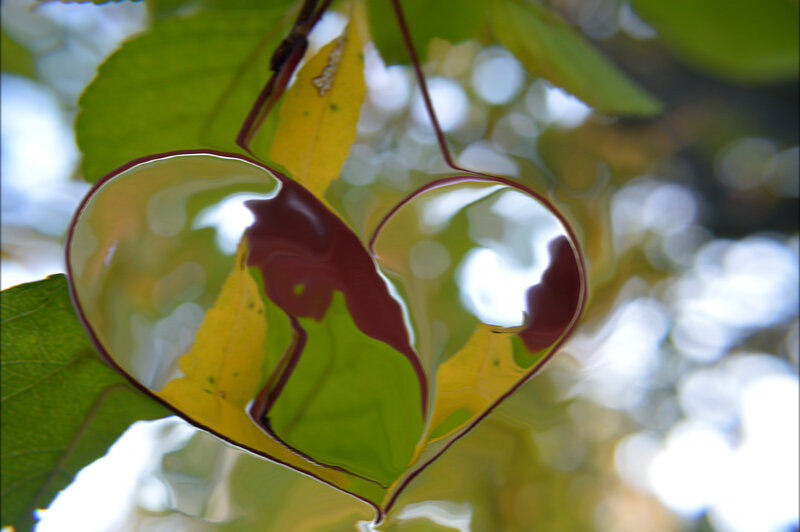 Heart-shaped Leaf — Green, Serene, Autumn