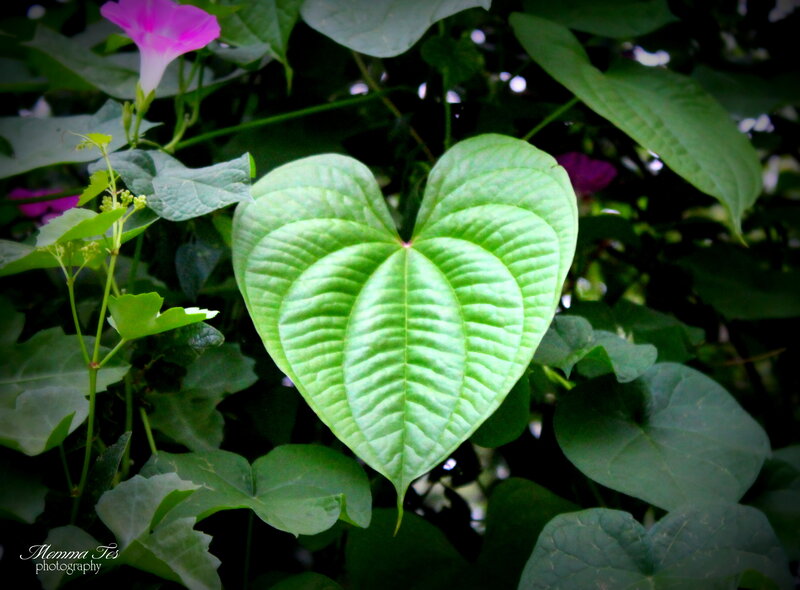 Heart-shaped Leaf — Green, Serene