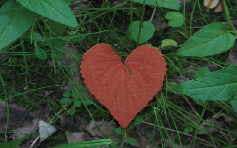 heart-shaped leaf in forest