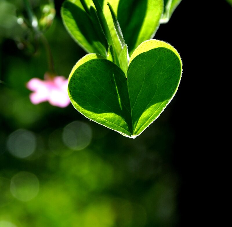 heart-shaped leaf in sunlight