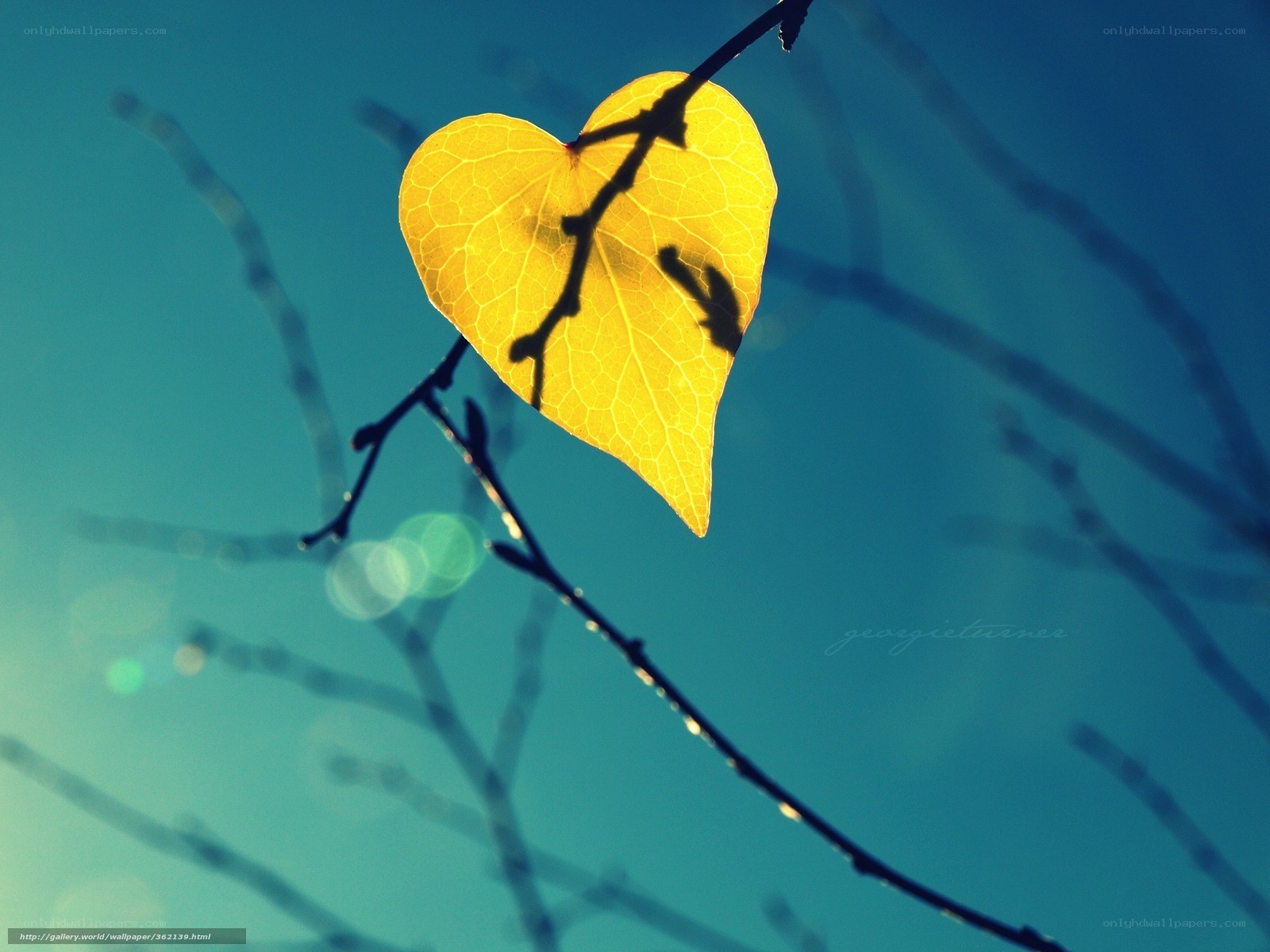 heart-shaped leaf in sunlight