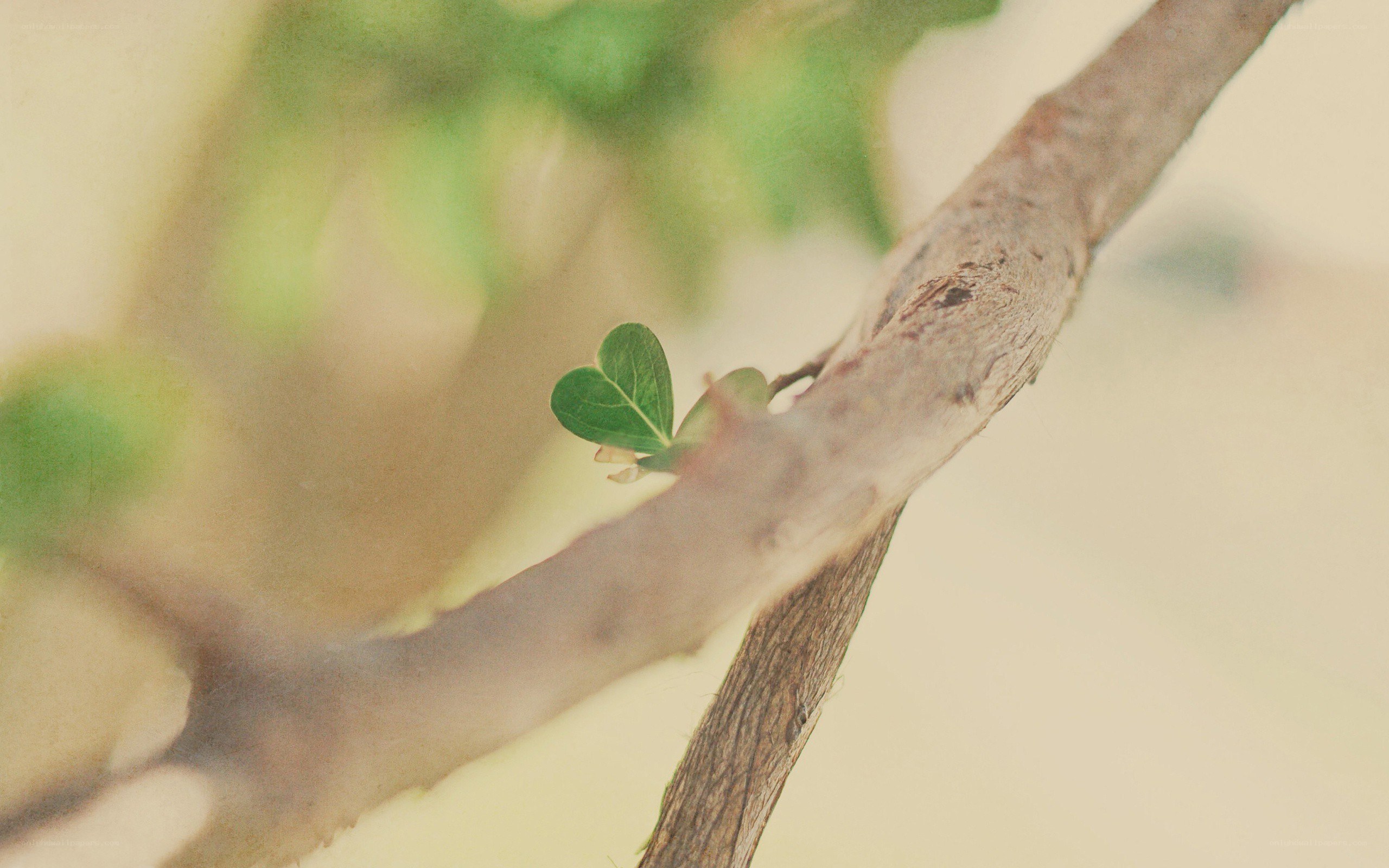 heart-shaped leaf on a branch