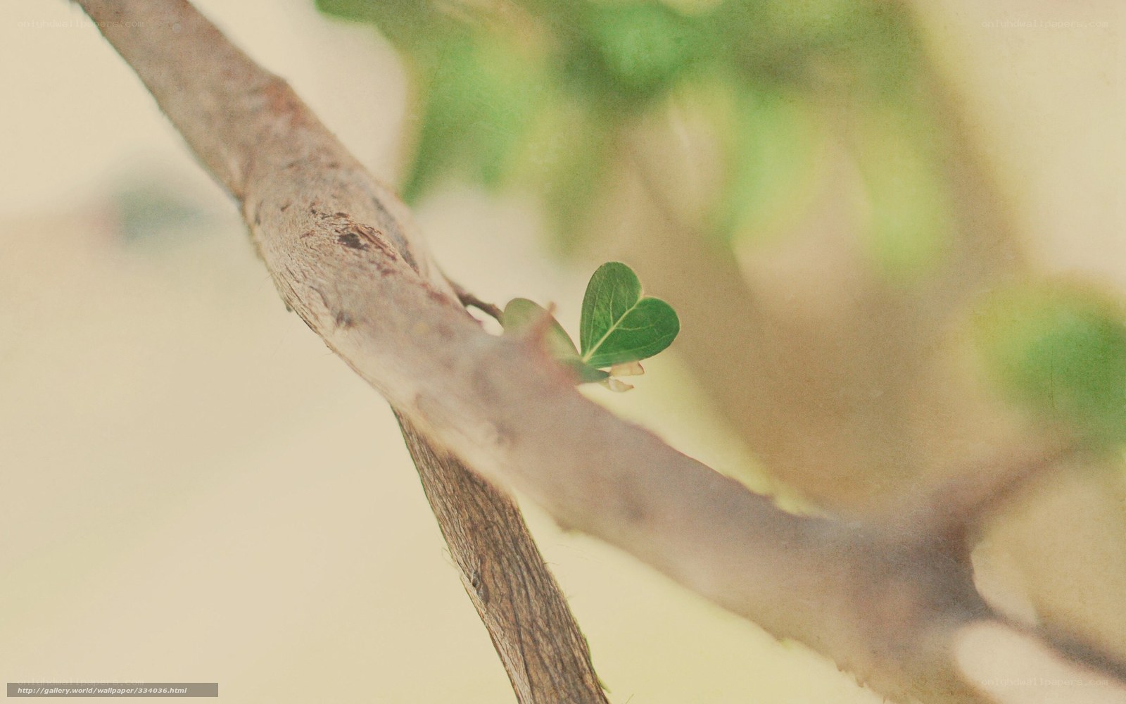 heart-shaped leaf on a branch