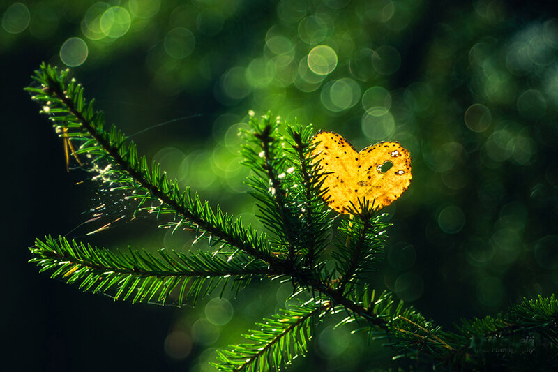 Heart-shaped Leaf on Branch — Green, Serene