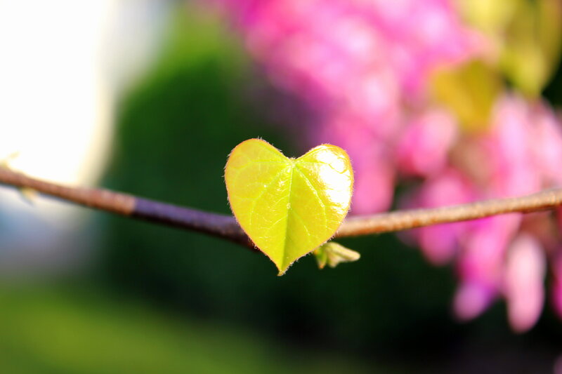 Heart-shaped Leaf on Branch — Green