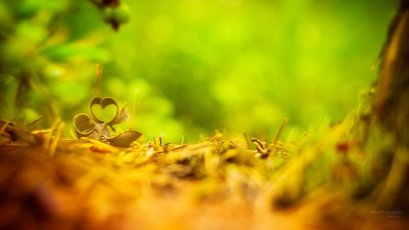Heart-shaped Leaf on Forest Floor