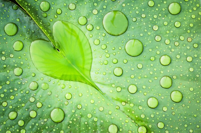 Heart-shaped Leaf on Lotus