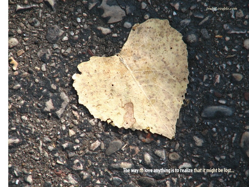 heart-shaped leaf on pavement