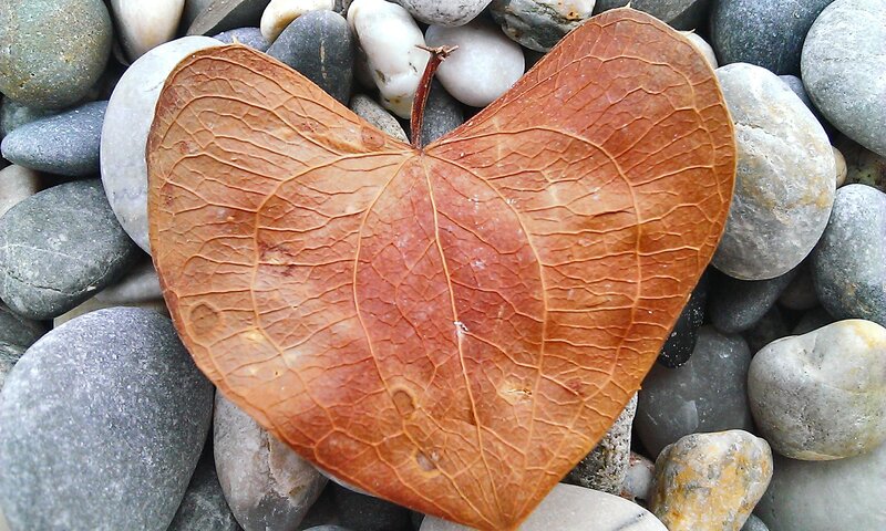 Heart-shaped Leaf on Pebbles