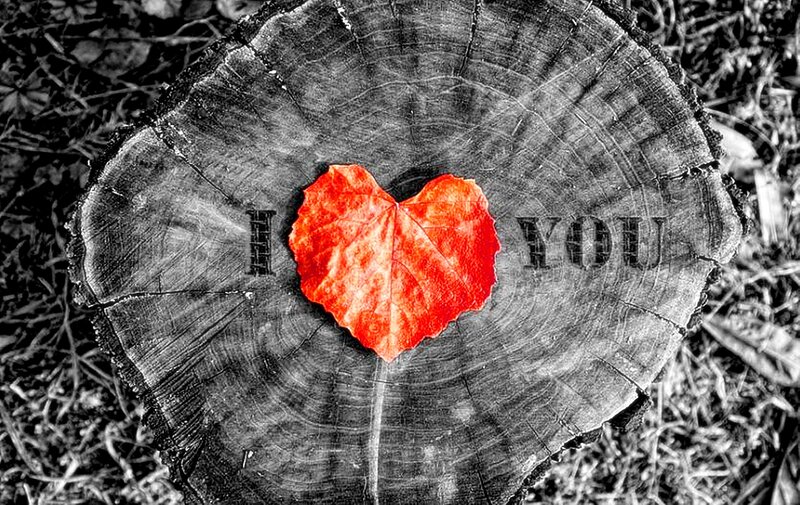 Heart-shaped Leaf on Stump