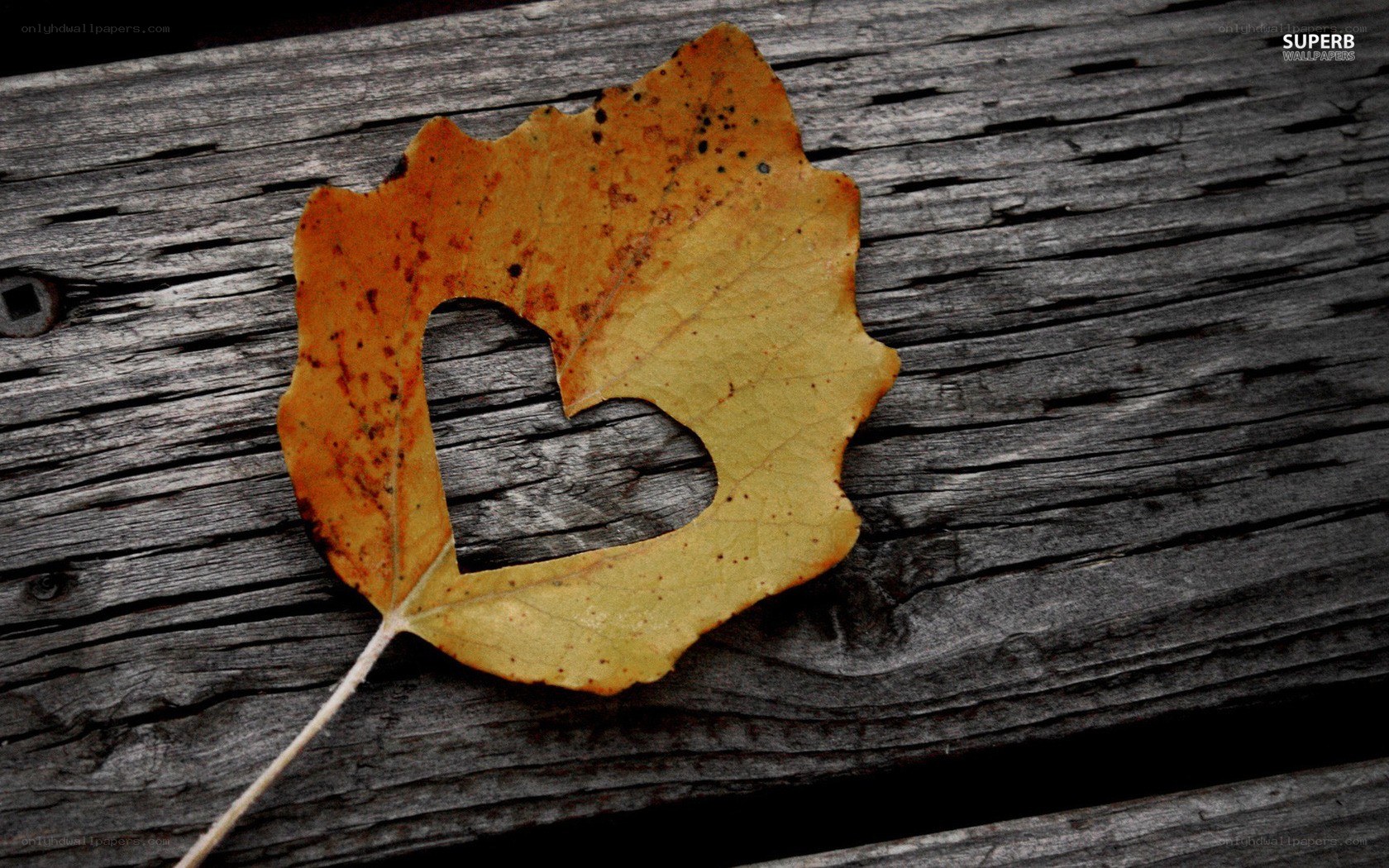 heart-shaped leaf on wood