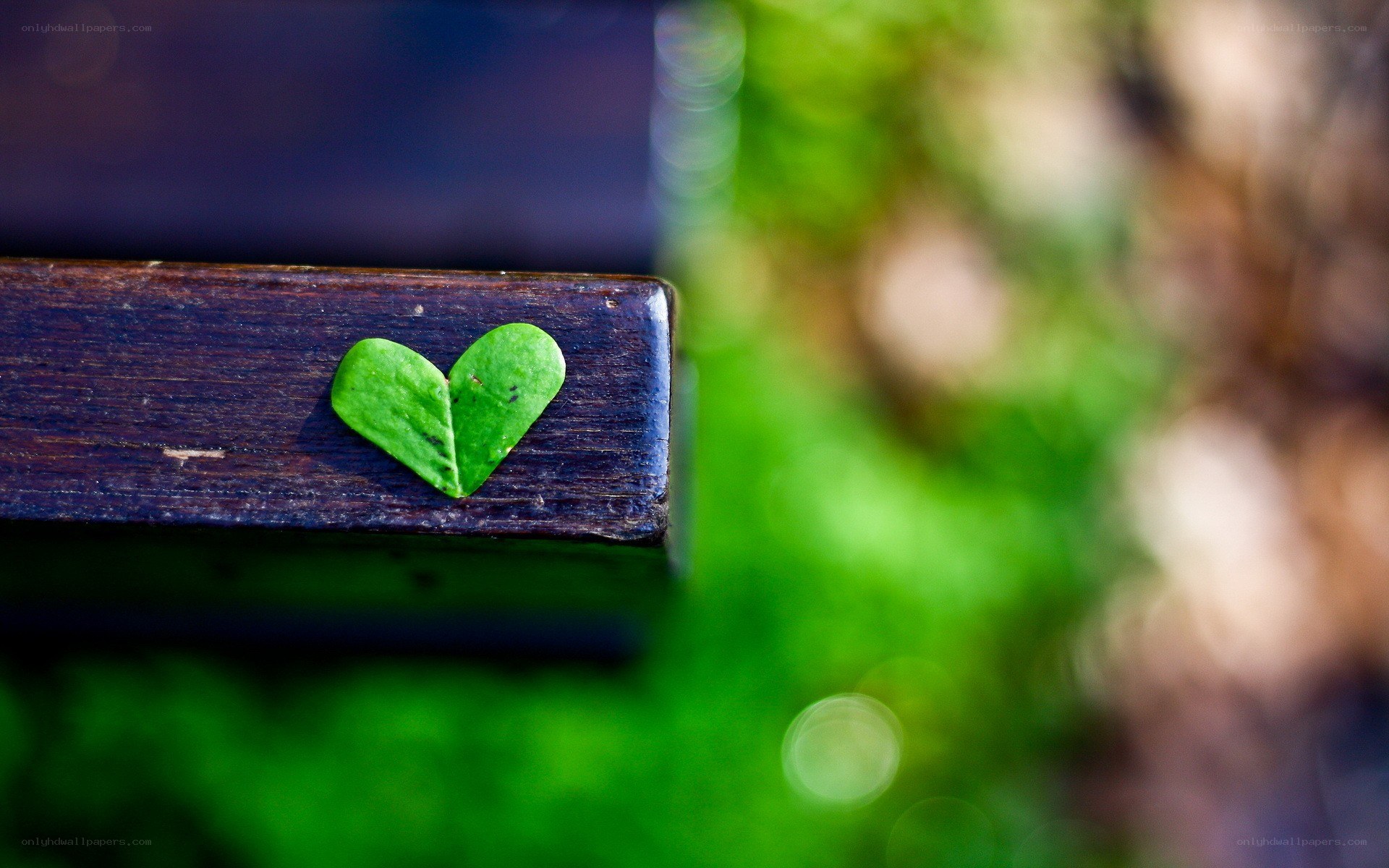 heart-shaped leaf on wood
