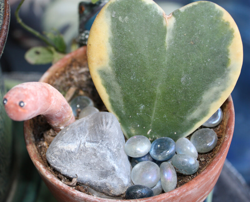 Heart-shaped Leaf Plant