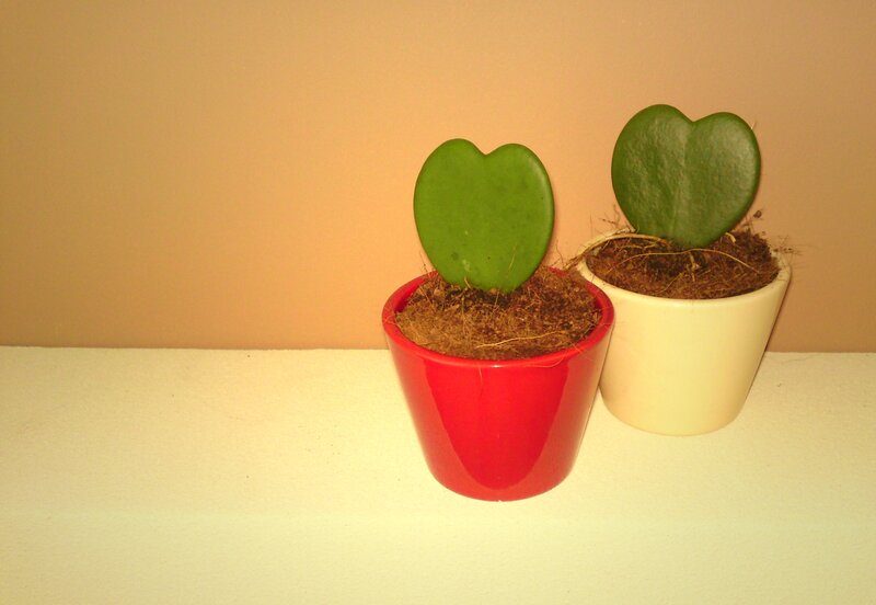 heart-shaped leaf plants