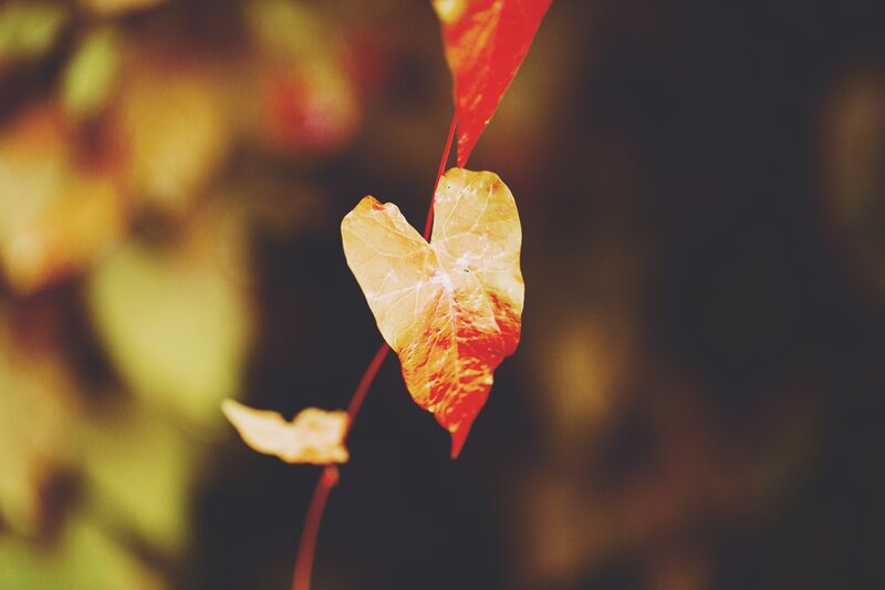 Heart-shaped Leaf — Red