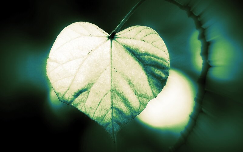 Heart-shaped Leaf