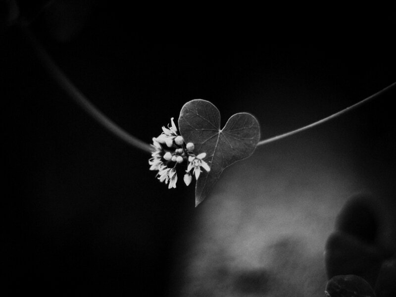 Heart-shaped Leaf with Flowers — Black