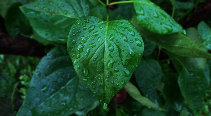 Heart-shaped Leaf with Raindrops