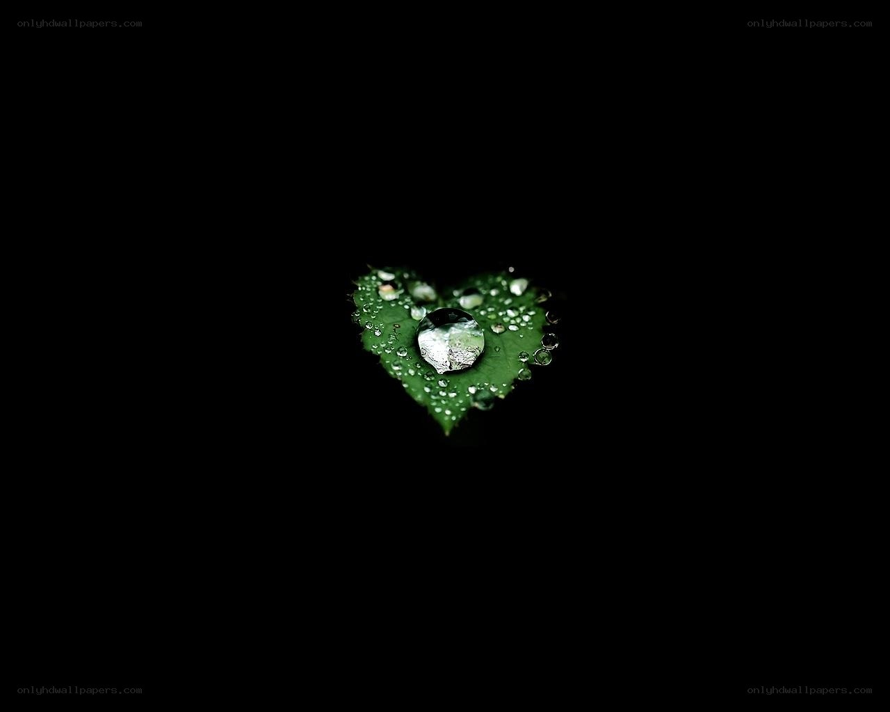 heart-shaped leaf with water droplets