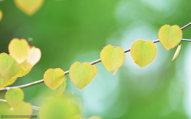 Heart-shaped Leaves on Branch