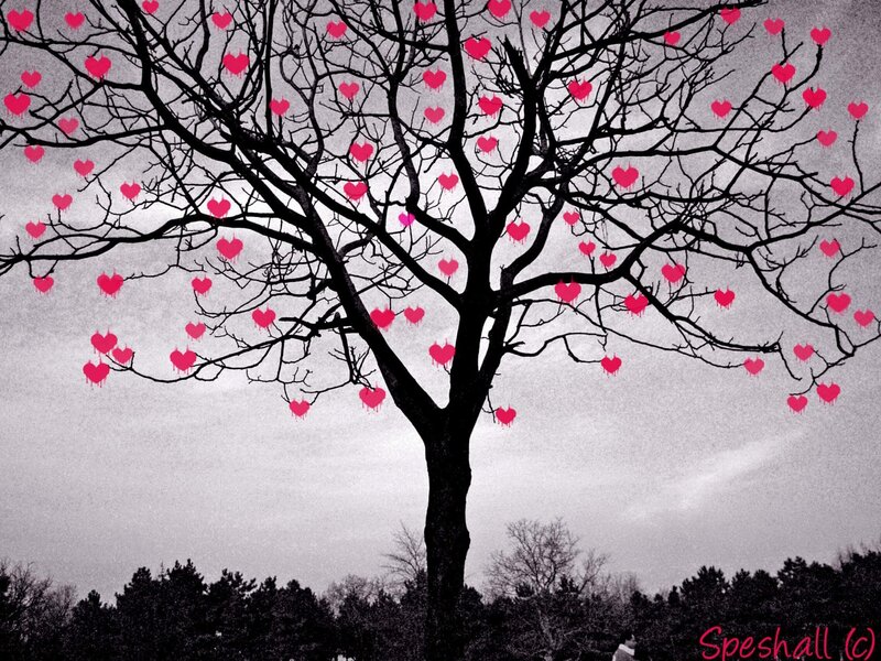 Heart-shaped Leaves on Tree