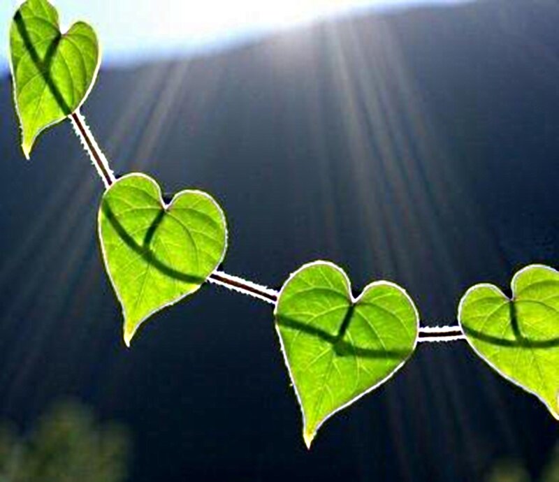 Heart-shaped Leaves on Vine — Green, Serene