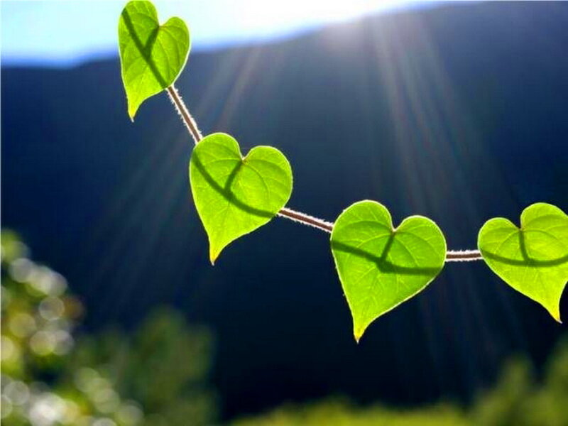 Heart-shaped Leaves on Vine — Green