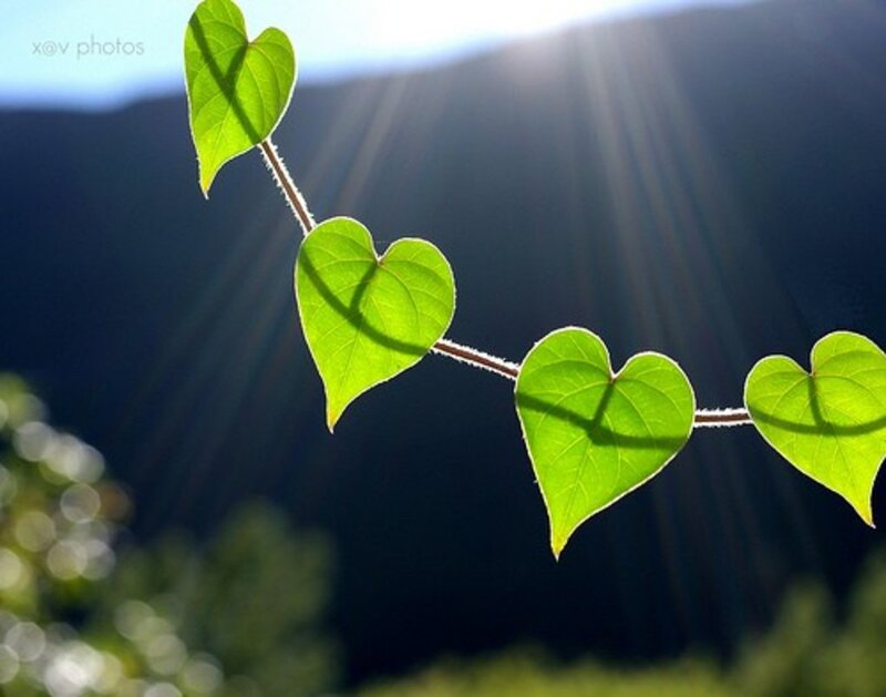 Heart-shaped Leaves on Vine