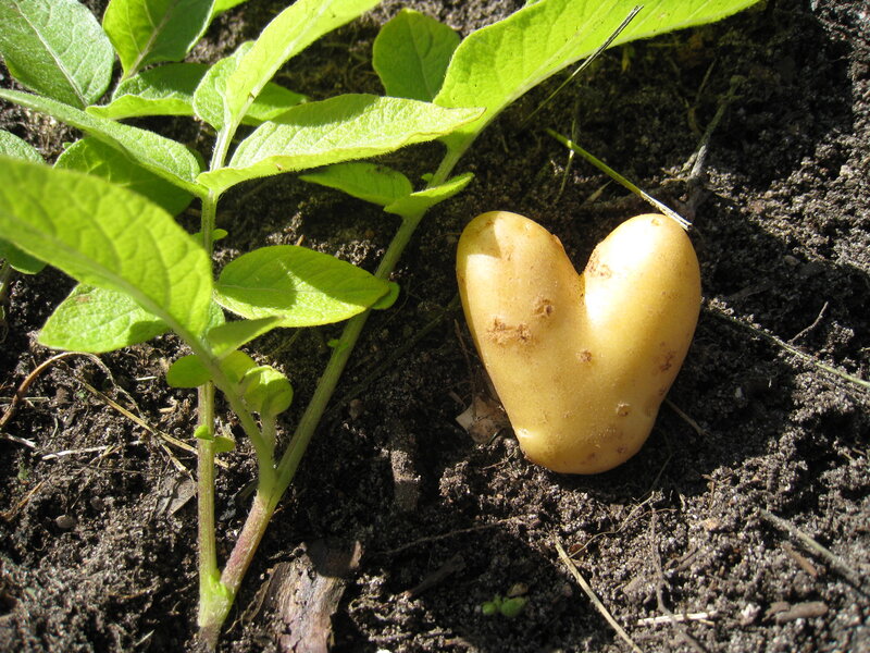 Heart-shaped Potato