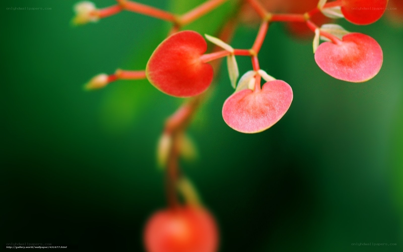 heart-shaped red flowers
