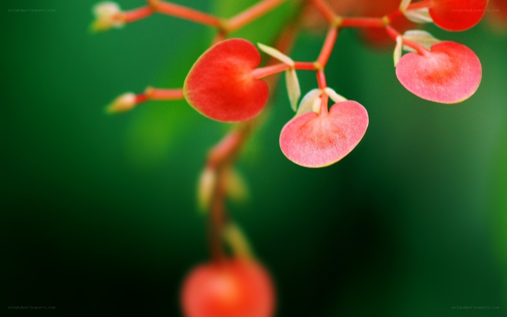 heart-shaped red flowers