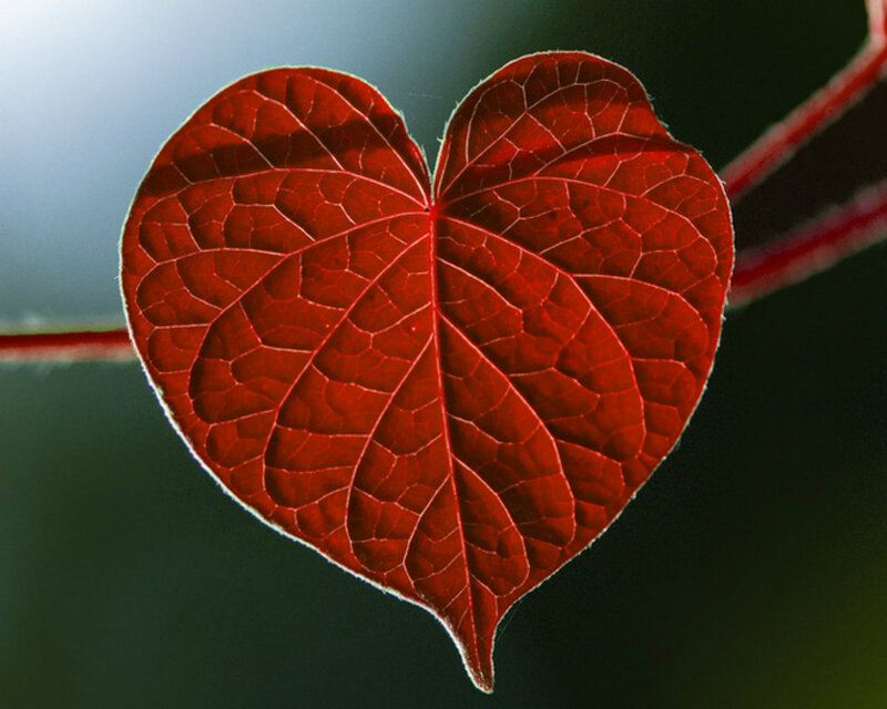 Heart-shaped Red Leaf — Serene, Photograph
