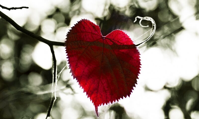 Heart-shaped Red Leaf — Serene